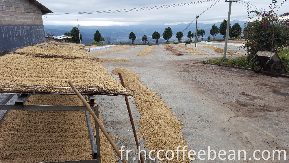 Grains de café vert du yunnan chinois, écran 15-17, type arabica